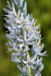 Cusick's Camas blossoms