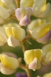 Longspur Lupine blossoms extreme detail