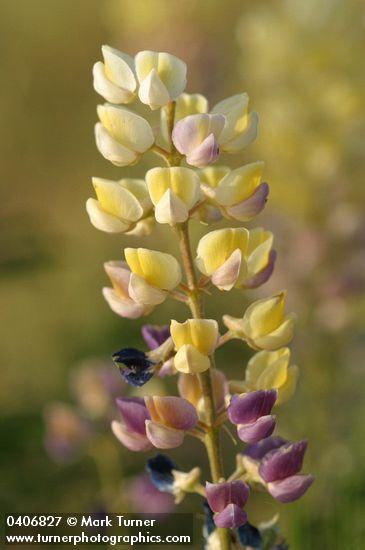 Lupinus arbustus ssp. calcaratus (L. laxiflorus var. calcaratus)