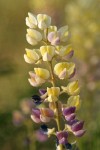 Longspur Lupine blossoms