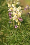 Longspur Lupine blossoms & foliage