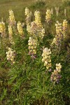 Longspur Lupines