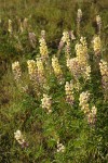 Longspur Lupines