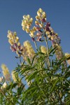 Longspur Lupines low angle against blue sky