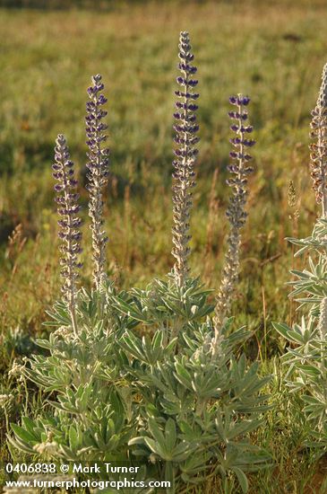 Lupinus sericeus