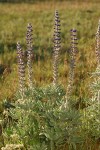 Silky Lupine