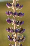 Silky Lupine blossoms detail