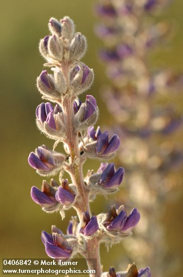 Lupinus sericeus