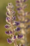 Silky Lupine blossoms detail