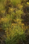 Western Hawksbeard in late afternoon light