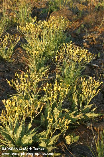 Crepis occidentalis
