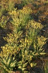 Western Hawksbeard in late afternoon light