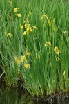 Yellow Flag Iris at edge of lake
