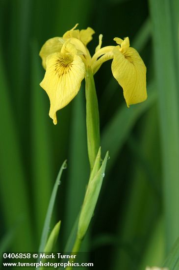 Iris pseudacorus