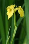 Yellow Flag Iris blossom