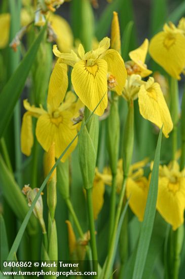 Iris pseudacorus