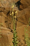 Moth Mullein