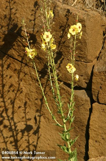 Verbascum blattaria