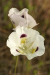 Big-pod Mariposa Lily blossoms