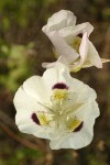 Big-pod Mariposa Lily blossoms