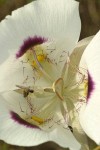 Big-pod Mariposa Lily blossom detail
