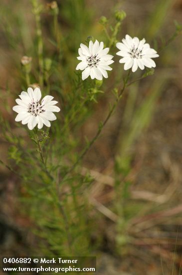 Blepharipappus scaber