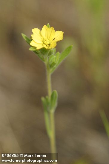 Lagophylla ramosissima