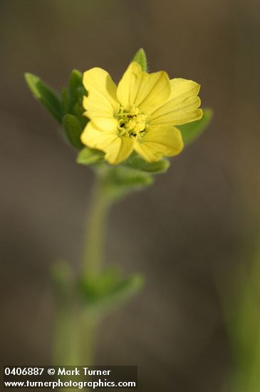 Lagophylla ramosissima