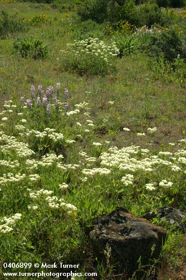 Eriogonum heracleoides; Lupinus arbustus ssp. calcaratus (L. laxiflorus var. calcaratus); Wyethia amplexicaulis