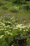 Creamy Eriogonum, Longspur Lupines, Mule's Ears in meadow