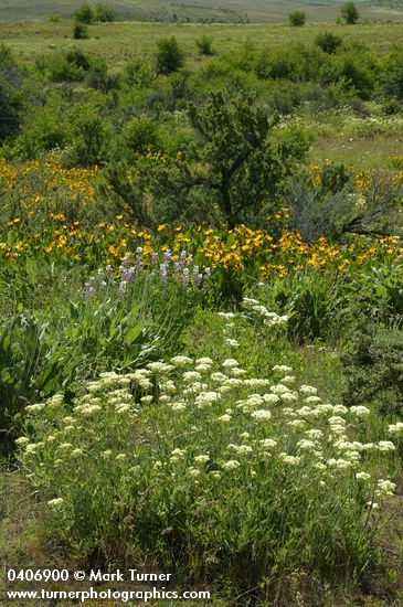 Eriogonum heracleoides; Lupinus arbustus ssp. calcaratus (L. laxiflorus var. calcaratus); Wyethia amplexicaulis; Purshia tridentata