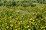 Mule's Ears in meadow