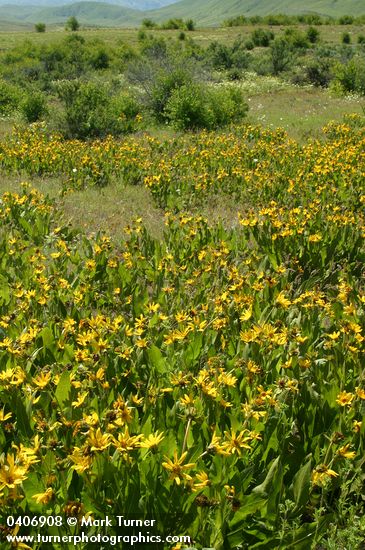 Wyethia amplexicaulis