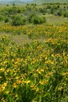 Mule's Ears in meadow