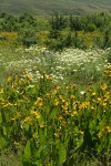 Mule's Ears, Big-Pod Mariposa Lily, Creamy Eriogonum, Longspur Lupines w/ Bitterbrush in meadow