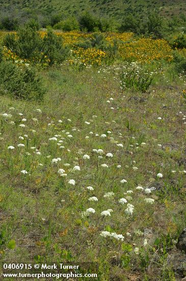 Perideridia bolanderi; Wyethia amplexicaulis