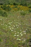 Bolander's Yampah, Mule's Ears in meadow