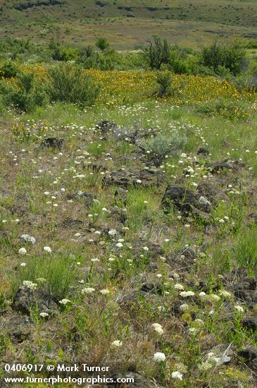 Perideridia bolanderi; Wyethia amplexicaulis