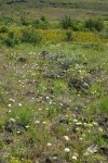 Bolander's Yampah, Mule's Ears in meadow