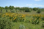 Mule's Ears in meadow w/ Granite Mtns bkgnd