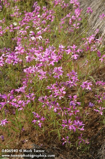 Clarkia pulchella