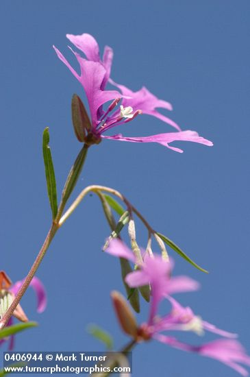 Clarkia pulchella