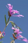 Beautiful Clarkia (Ragged Robin) blossom low angle against blue sky