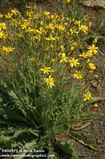 Crepis atribarba ssp. originalis (C. barbigera)