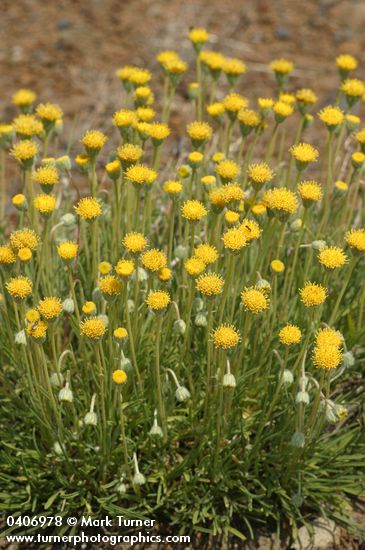 Erigeron aphanactis