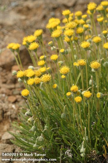 Erigeron aphanactis