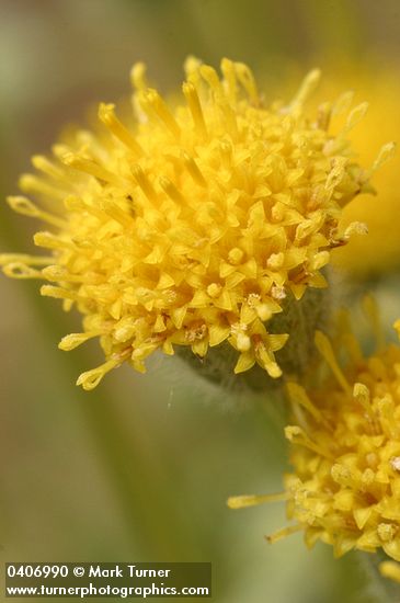 Erigeron aphanactis