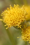 Basin Rayless Daisy blossom extreme detail