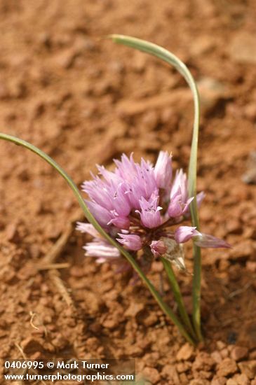 Allium lemmonii