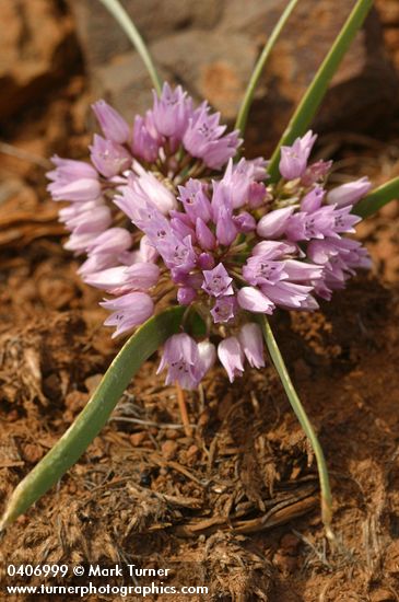 Allium lemmonii